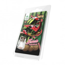 WATERMELON AUTO 5 SEMILLAS