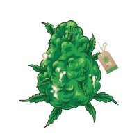 FLEURS DE CANNABIS | PLANTOFLIFE