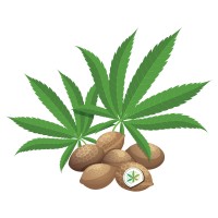 MARIJUANA SEED