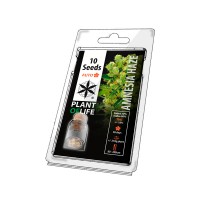10 SEEDS | PLANTOFLIFE