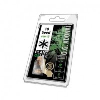 10 GRAINE FEM | PLANTOFLIFE