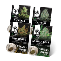 POLLEN 28% CBG | PLANT OF LIFE
